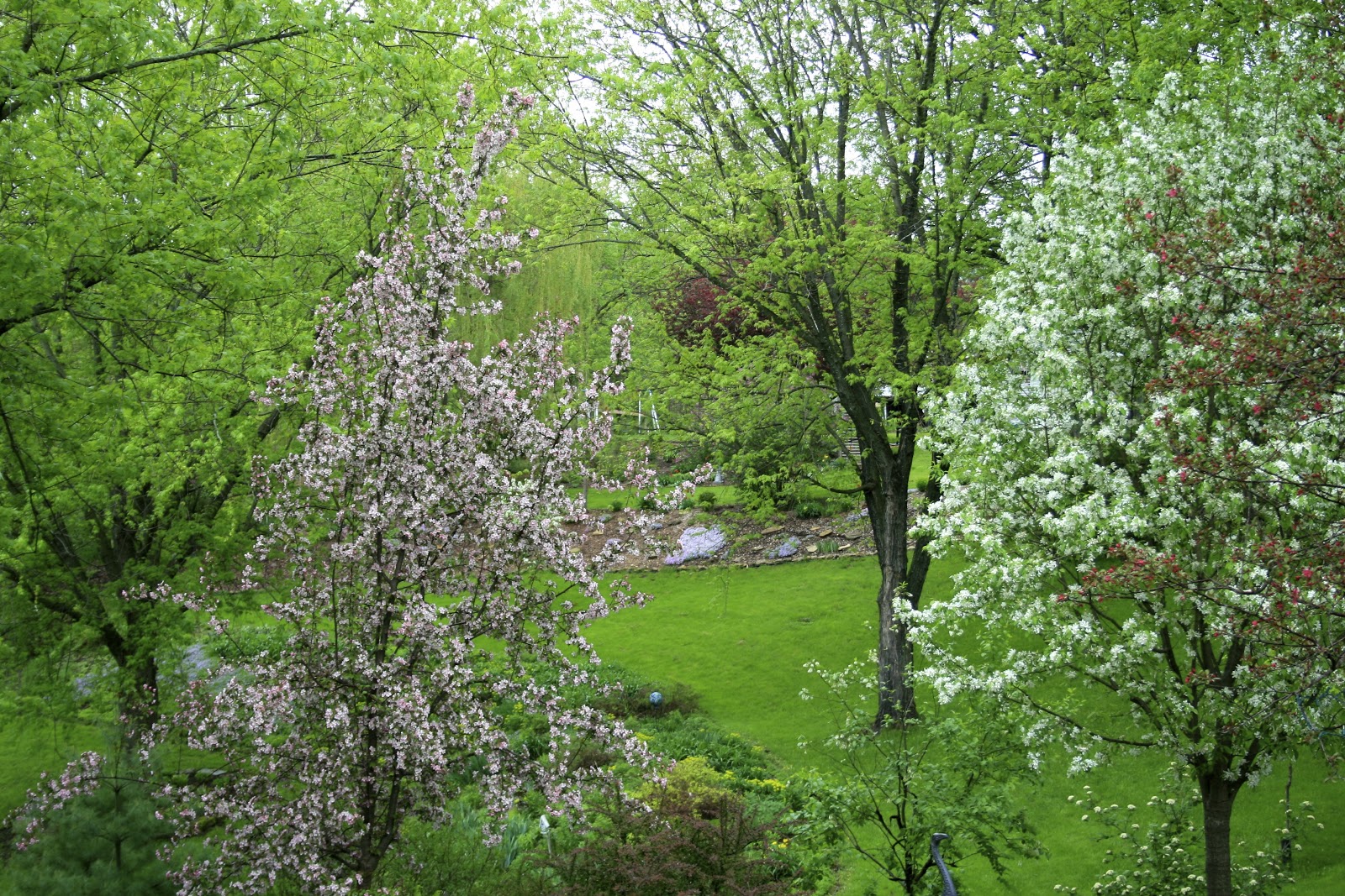 Shrubs Archives Ramblings From A Desert Garden