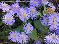 Aster x frikartii 'Monch'