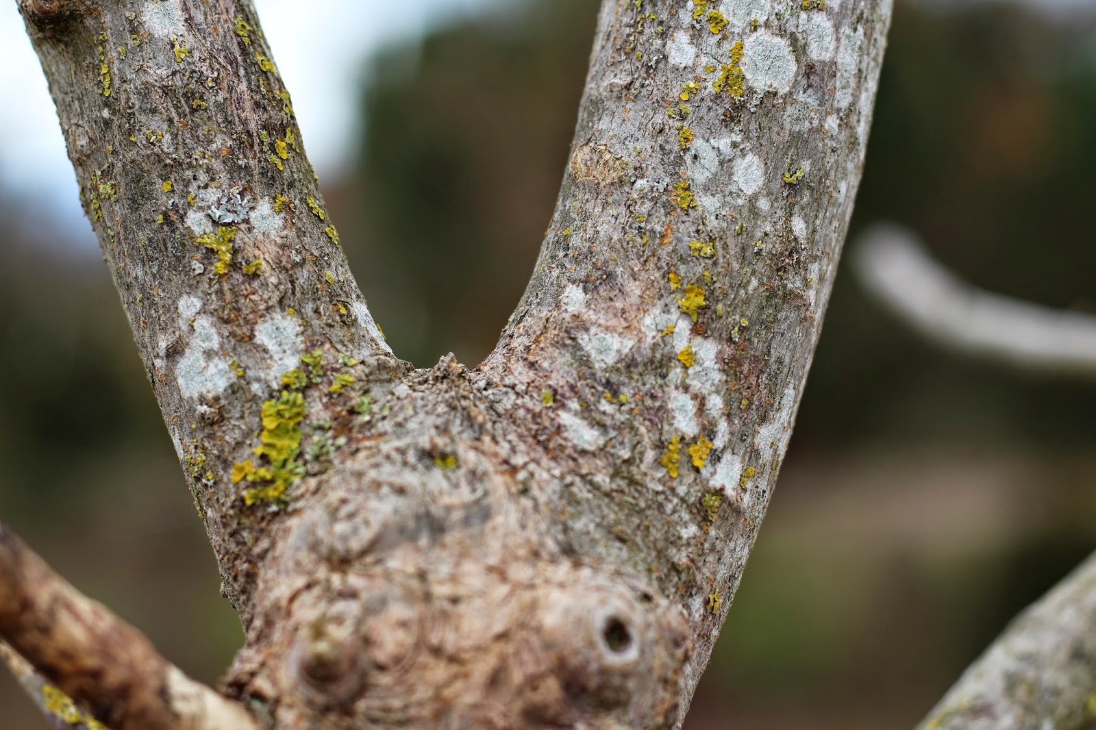 Elaeagnus Ebbingei Eleador Lannou Eleagnus Ebbengei Panache