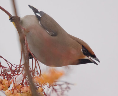 Waxwing