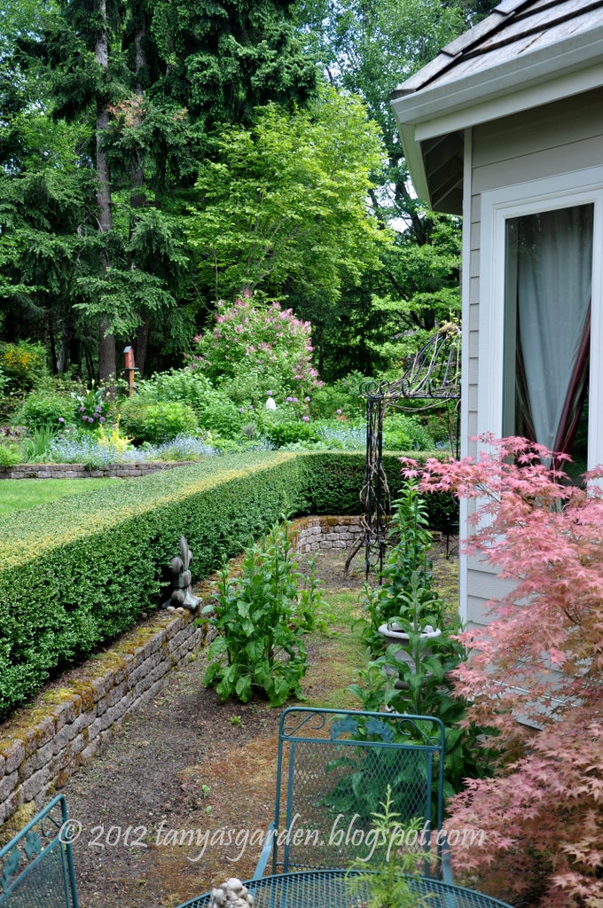 MySecretGarden: Japanese Maple. My Picture of the Day