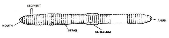 Mr. Bean's Science Class: 1/18/12 7th Grade Notes - Worm Activity