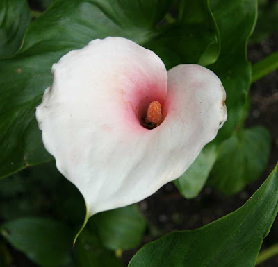Calla Aethiopica Deep Throat