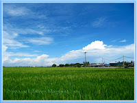Paddy fields in Sekinchan, Selangor, Malaysia