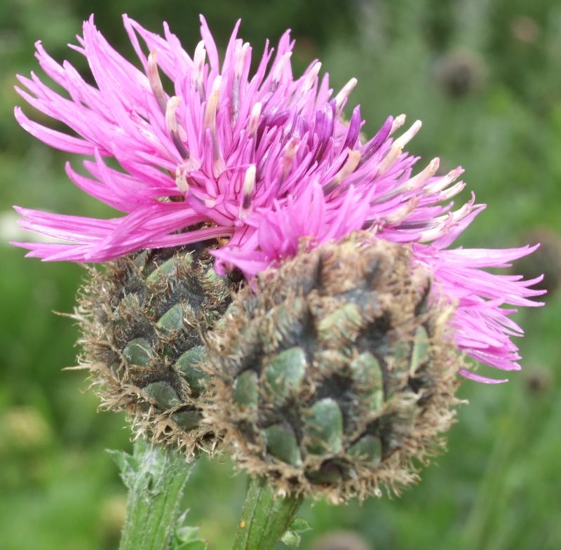 Future Plants by Randy Stewart Centaurea
