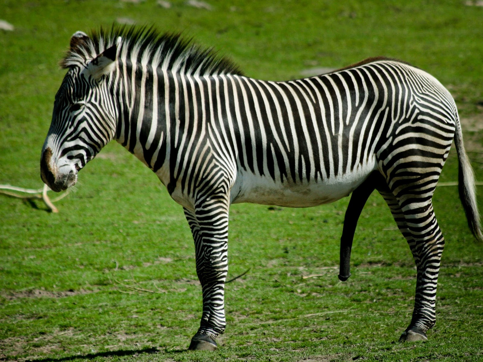 zebra male and female zebra male and female