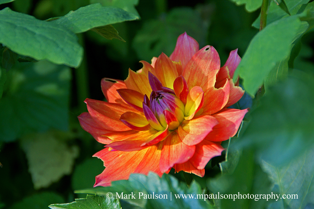 MAP Artistic Photography Flora