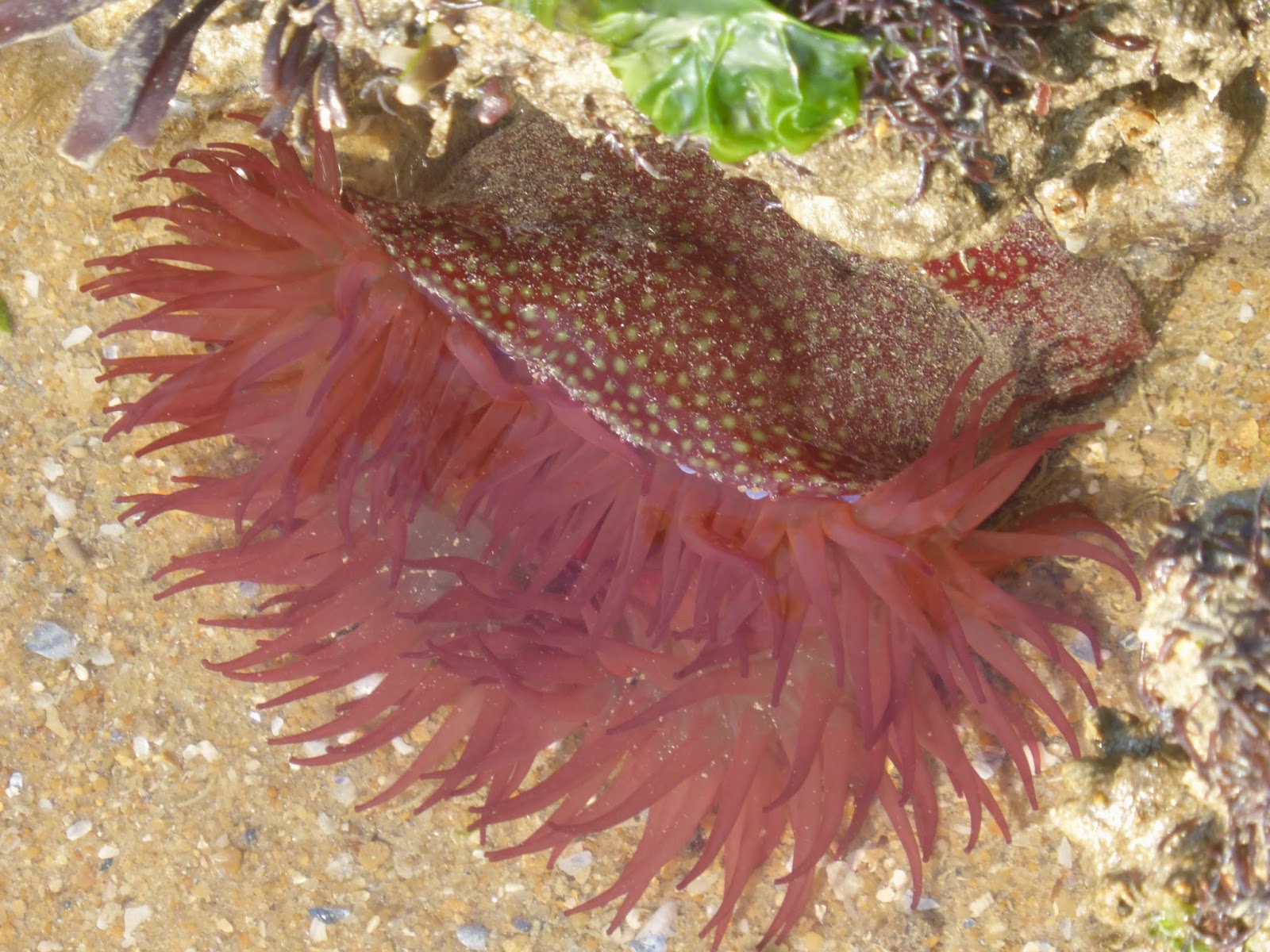 rencontres foret de bouconne