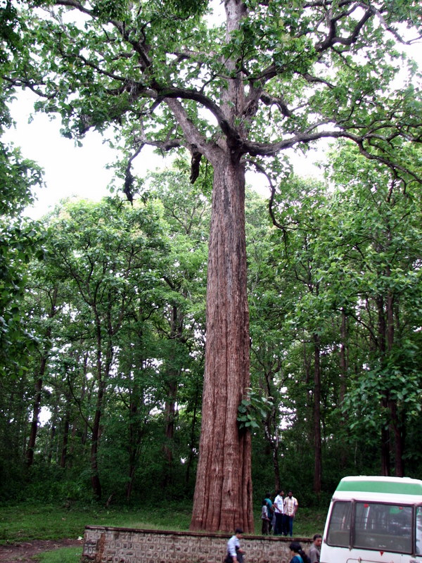 Kannimara Teak Tree