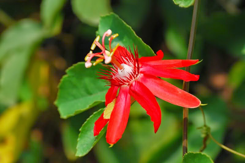 Day leo, day leo tuong, day leo hang rao,day leo an qua,sân vườn đẹp, thiet ke san vuon,san vuon dep,tieu canh san vuon, vuonn nha dep,chung hoang an,vuon tren tuong,vuon tren mai,tuong cay,thiet ke vuon dep, vuon nhat ban,san vuon biet thu,day leo dep, Day leo, day leo tuong, day leo hang rao,day leo an qua,sân vườn đẹp, thiet ke san vuon,san vuon dep,tieu canh san vuon, vuonn nha dep,chung hoang an,vuon tren tuong,vuon tren mai,tuong cay,thiet ke vuon dep, vuon nhat ban,san vuon biet thu,day leo dep,