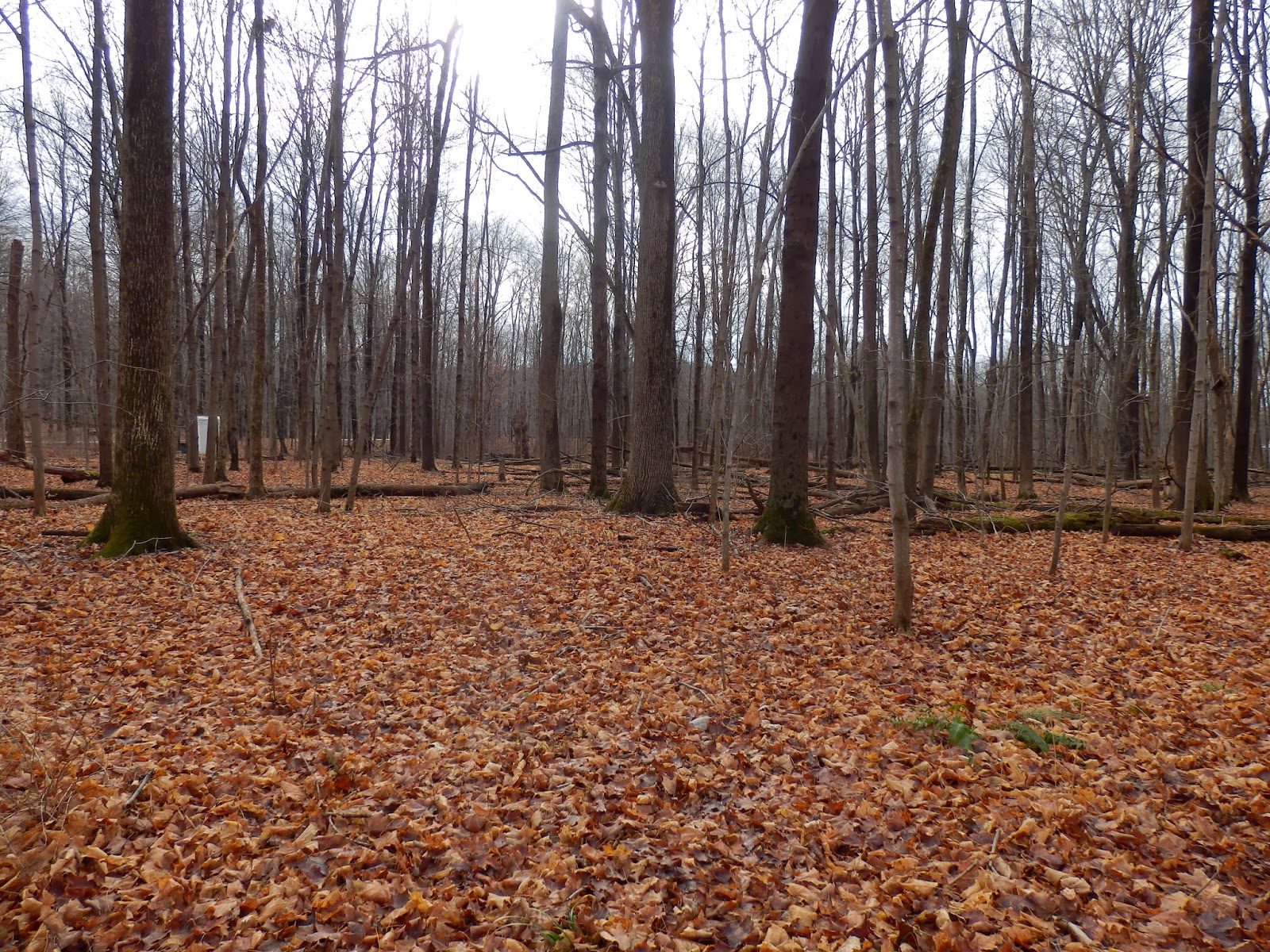 Walking Man 24 7 Schodack Town Park