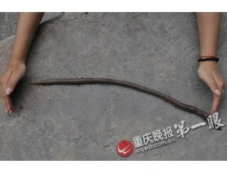 重慶 史前巨蚯蚓