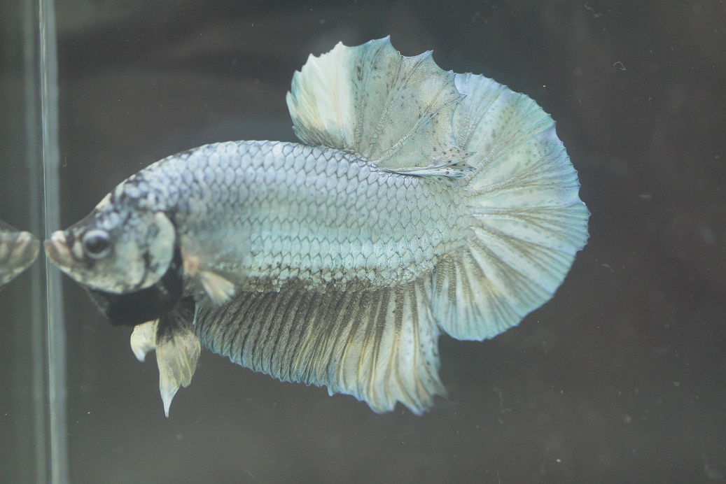 Brunei Bettas Spoon head copper marble halfmoon plakat!! 35 n free