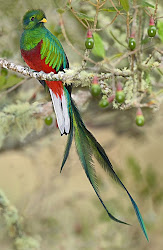 El Quetzal
