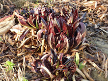 Radicchio di Treviso