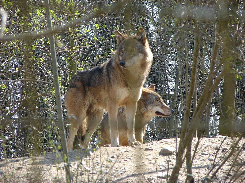 Cougar Northern Ontario