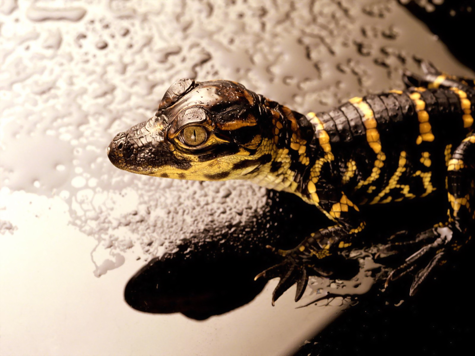 hd desktop wallpapers reptiles hd wallpaper hd wallpaper