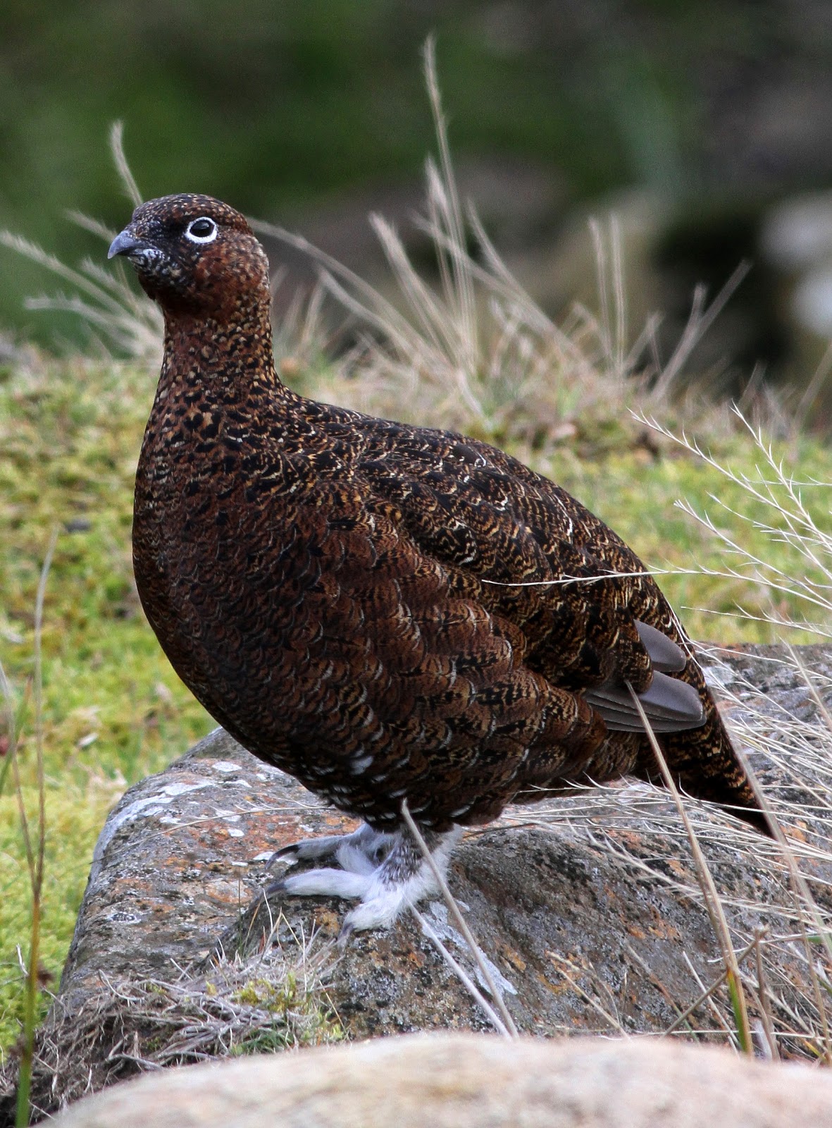 lapland What a good day.