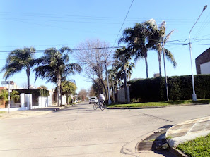 Leones en imágenes (2)