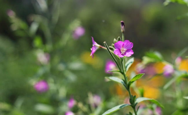 Great Willowherb Flowers Pictures Great Willowherb Flowers Pictures