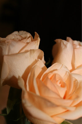 champagne color roses