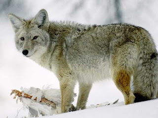 Wolves, animals, Known Facts,Little-Known Facts About Wolves