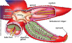 Khilafat World: Amazing facts: Starfish and Nervous System