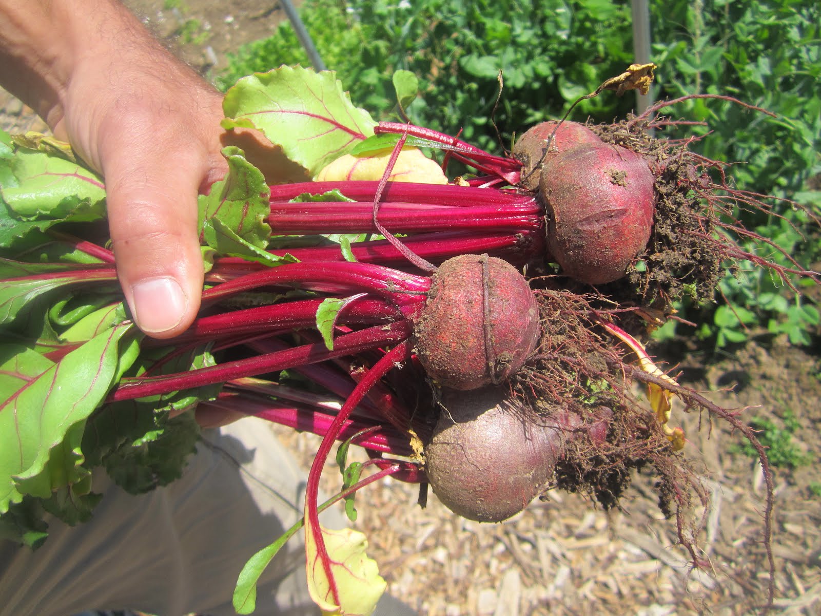 Militant Community Garden Harvest 3 Beets