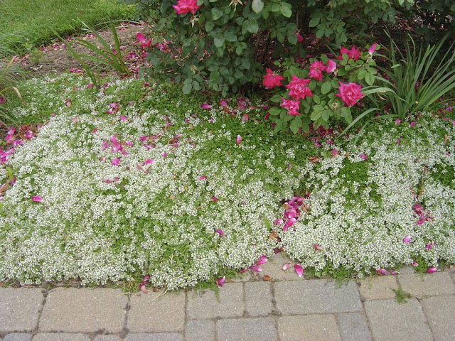 my weeds are very sorry moongate arbor my weeds are very sorry moongate arbor