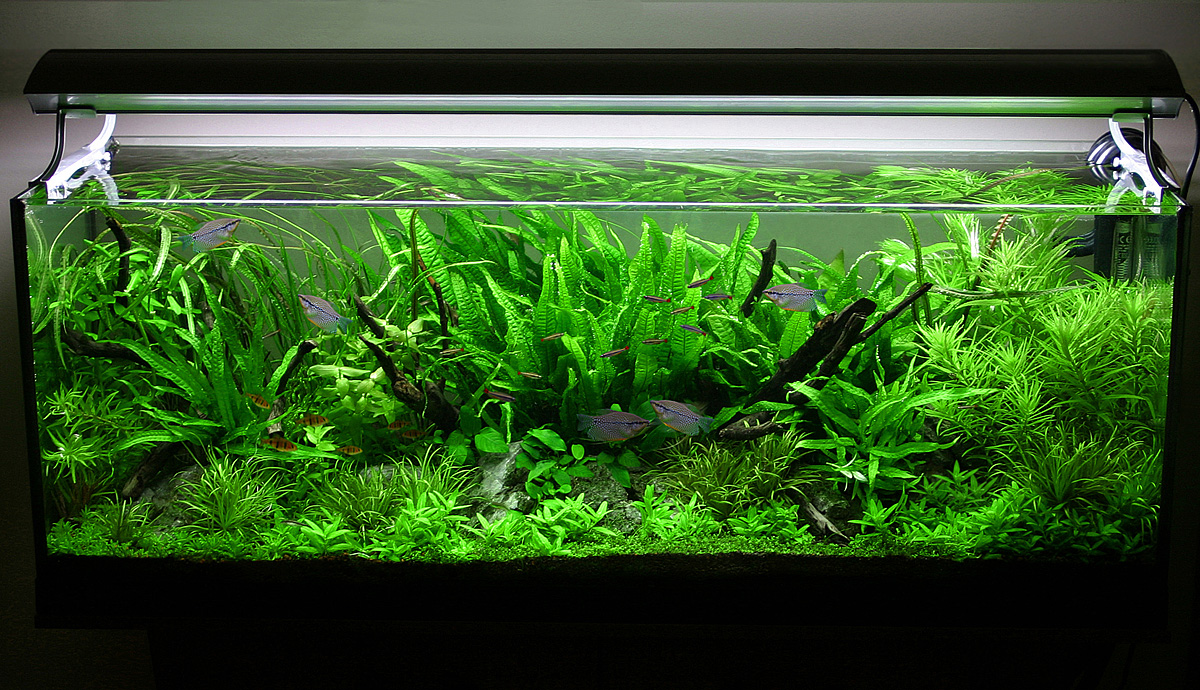 Fishes & Aquariums Fish Tank Setups Relax, take a deep breath and