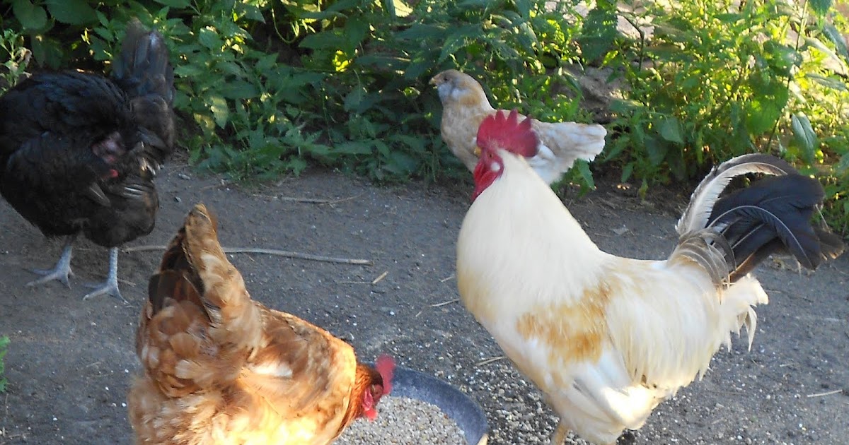 Calamity Acres Hobby Farm Roosters