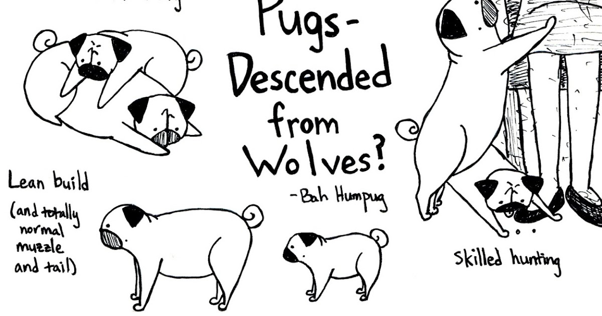 are dogs descended from wolves bah humpug pugs descended from wolves are dogs descended from wolves bah humpug pugs descended from wolves