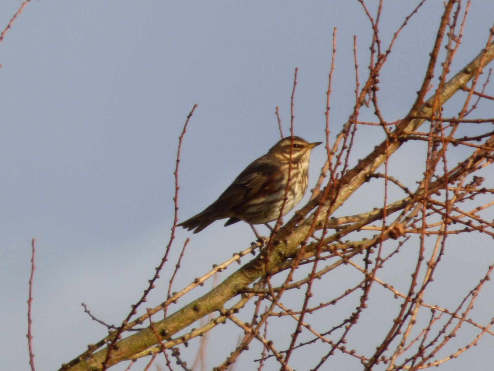 Bradshaw Park 13/01/2016