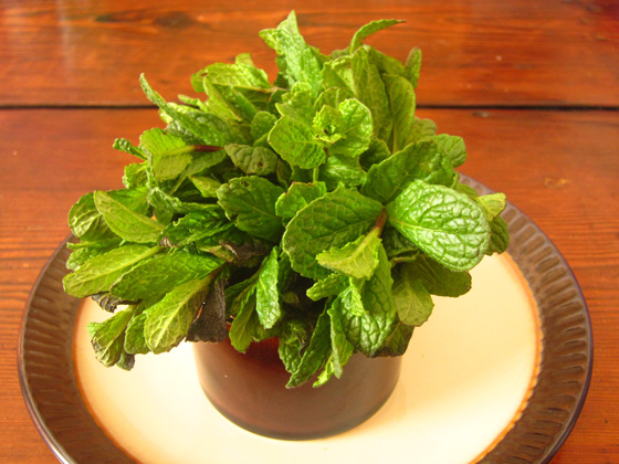 Mentha 'Chewing Gum' (mint 'Chewing Gum')
