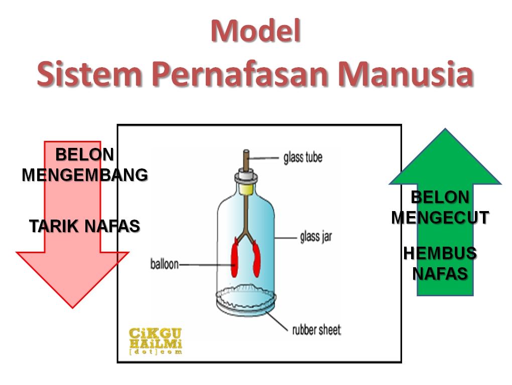 Model sistem respirasi manusia