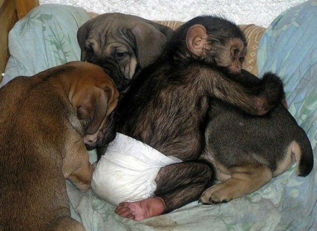 baby chimpanzee adopted by dog, cute baby chimp, dog adopted baby monkey