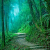 forest in Taiwan,