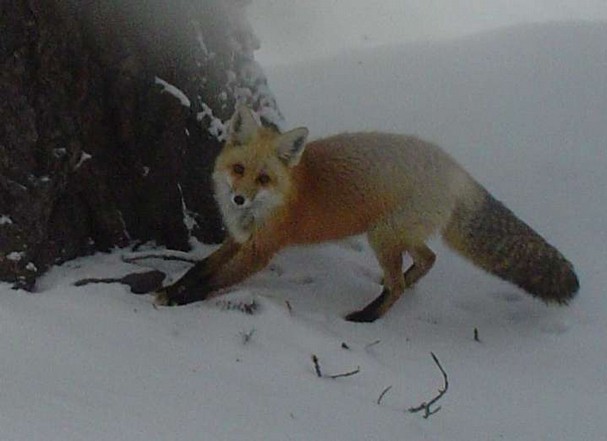 Wolves Wolf Facts Cougars Cougar Facts Coyotes Coyote Facts Wolves Cougars Coyotes Forever Trailcam Footage In Oregon Points To A Sierra Nevada Red Fox Carving Out A Living On Mt Hood Endangered Throughout