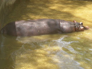 Hippopotamous at ZOO ,Bannerghatta National Park