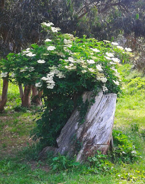 Jardinería con autóctonas