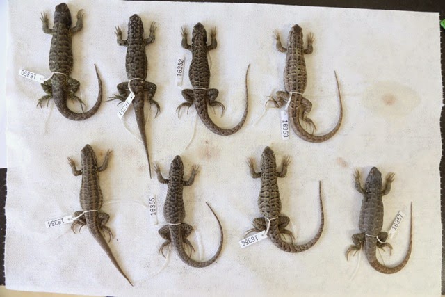 Eight lizard specimens, showing a variety of color and markings on their backs