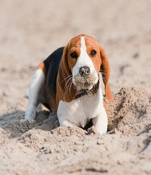 Cute Dogs and Cats 5 Dog Breeds That Dig The Most