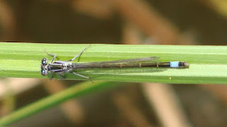 Ischnura elegans (female) DSC52916