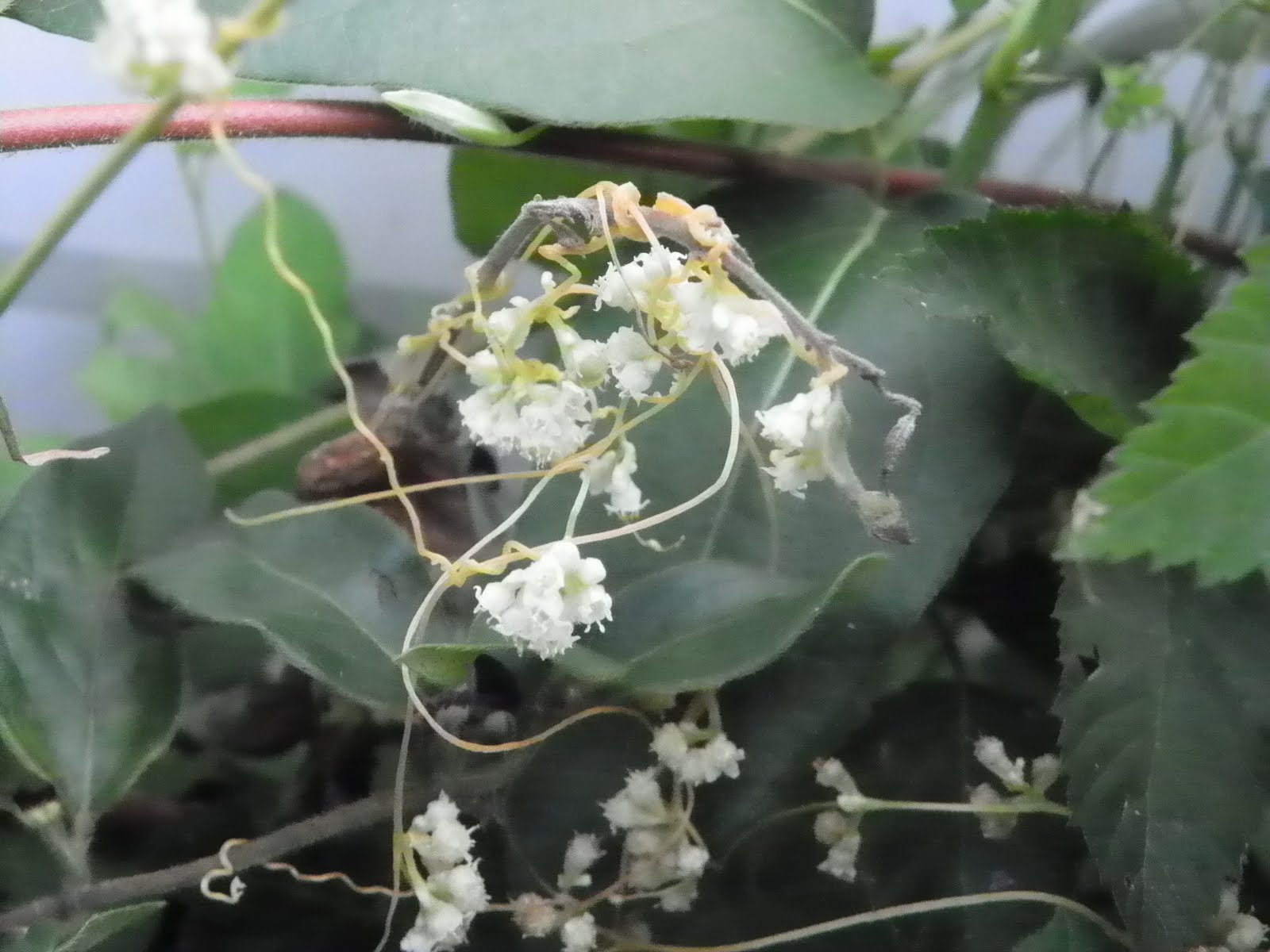"What's Blooming Now" Common Dodder, Love Vine (Cuscuta gronovii)
