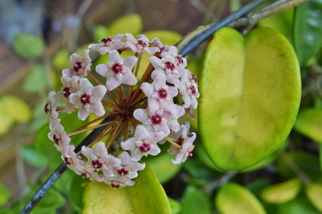 Mariette S Back To Basics Hoya Carnosa Nectar For Hummingbirds