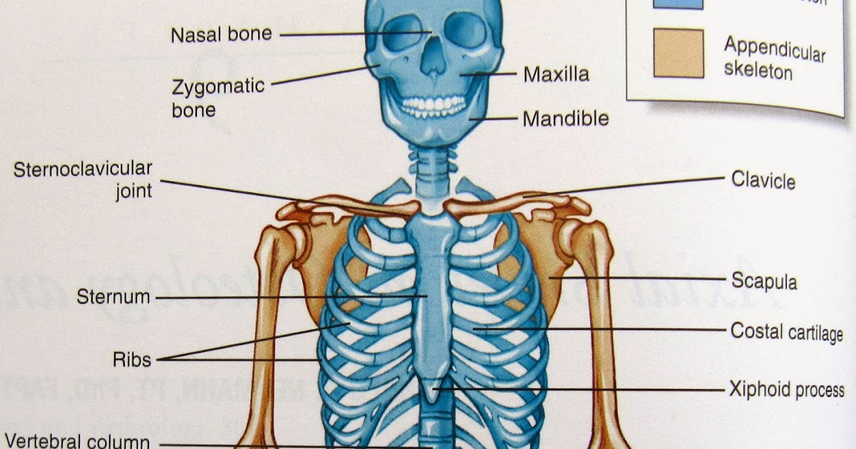 Science is wonderful: Human Skeleton