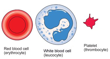 white blood cell parts