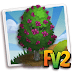 Fv 2 Chilean Hazel Tree (Elder ,Heirloom, Tree )