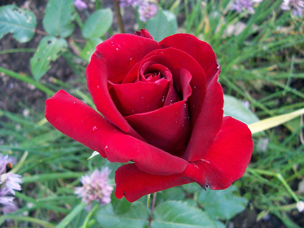 Carl Gibson Werke Und Schriften Online Edition Rosen Gedichte