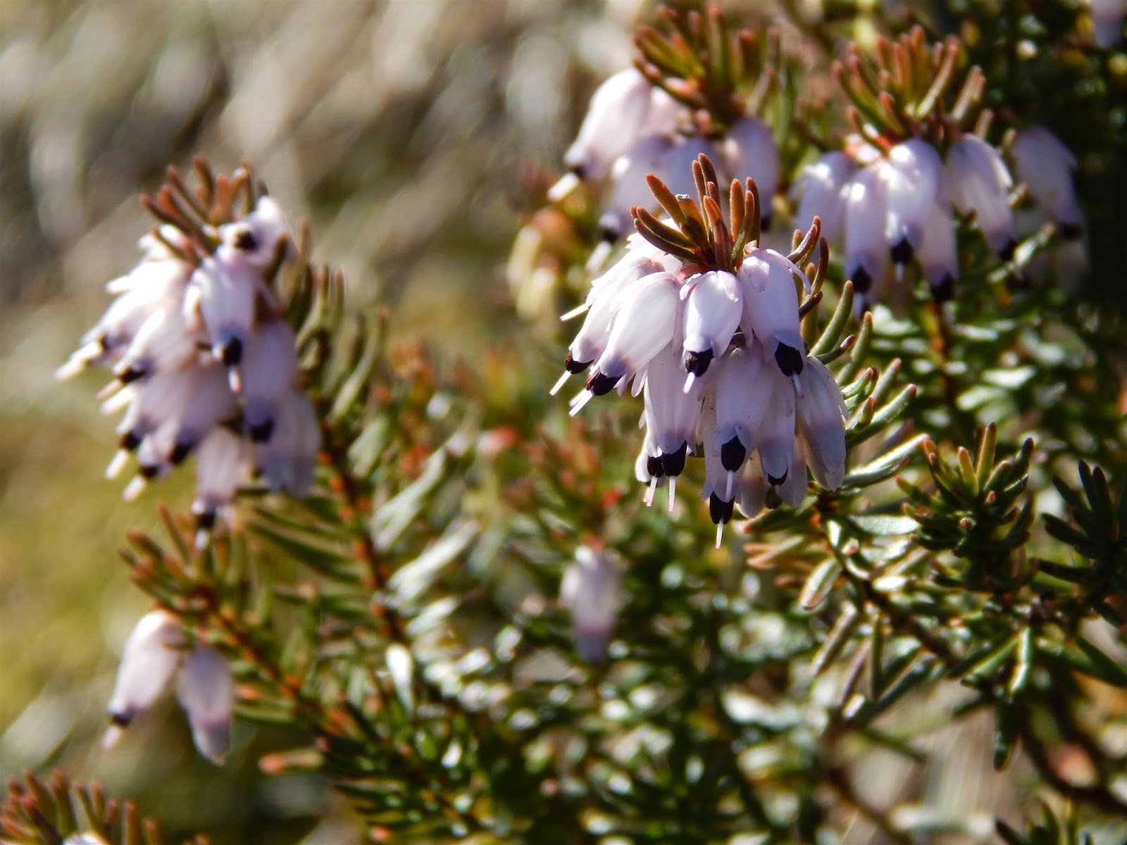 Calderdale Wildlife Winter Flowering Heather